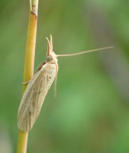 Réf. 192 373 : Ematheudes punctella